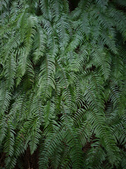 Walls of green ferns and a coiled stone snake statue, Japan © viabadalona