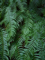 Walls of green ferns and a coiled stone snake statue, Japan © viabadalona