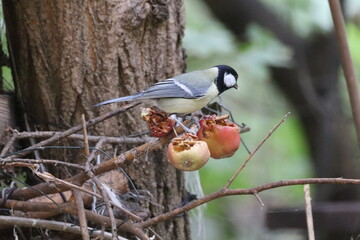 Great tit pecking at apple pieces on a branch © János István Lukács
