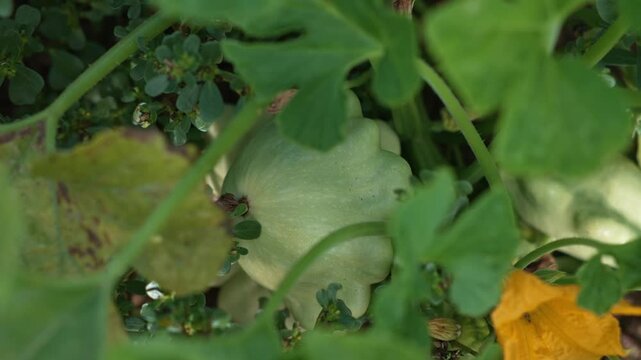 Young pale green pattypan squash grows among dense leaves in a vegetable garden, close up of a fresh fruit partially hidden by green foliage near a yellow blossom in natural daylight