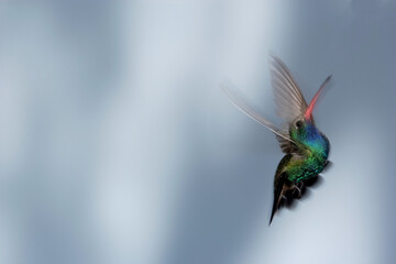 Fototapeta premium Broad-billed hummingbird in flight with motion