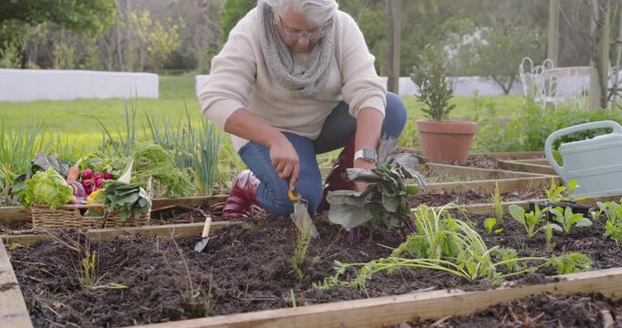 African American senior woman digging raised bed after turning, with trowel placing kale in basket