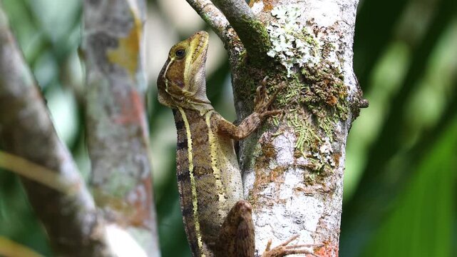 Close-up of a striped basilisk, or Jesus Christ Lizard, on a tree branch in Belize, Central America