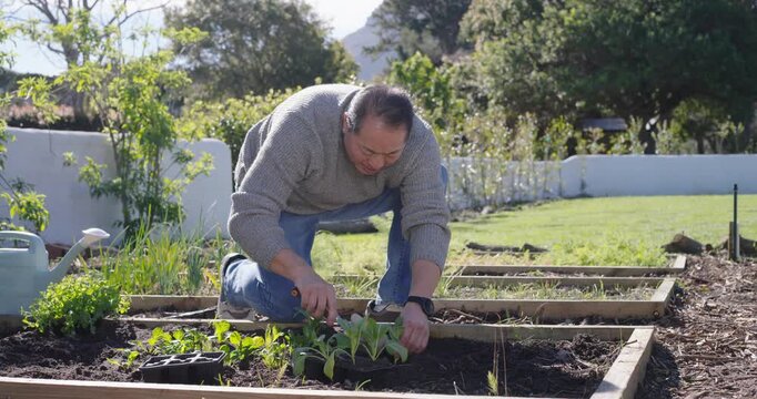 Asian man kneeling, reaching tray, planting with trowel in raised yard bed for garden