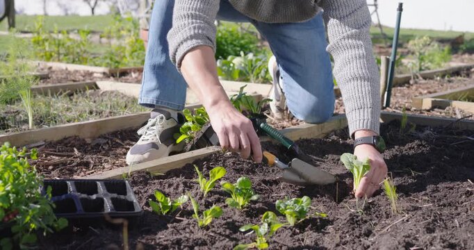 Asian man kneeling reaching for tray digging with trowel planting seedlings evenly in raised bed