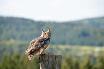 Great horned owl, Bubo virginianus, wildlife, bird on a tree trunk, habitat, forest and meadow landscape © Maximilian