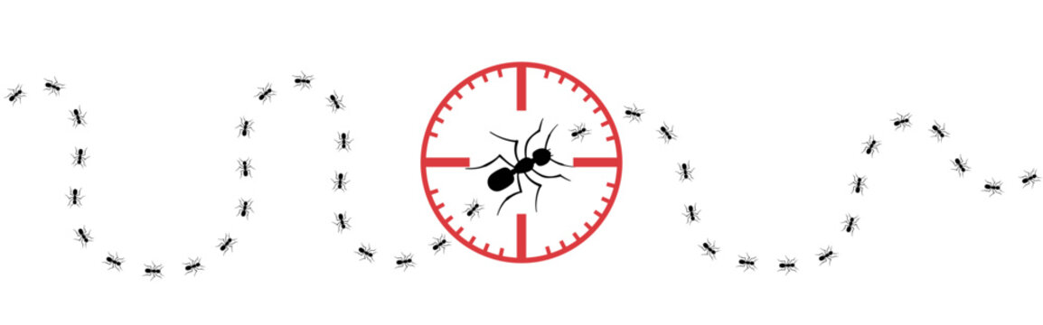 Ant trail. Ant colony marching in line. Pest control or disinfection. Vector illustration.