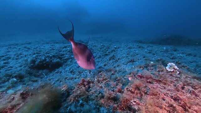 Alone grouper fish swimms alone in blue sea water