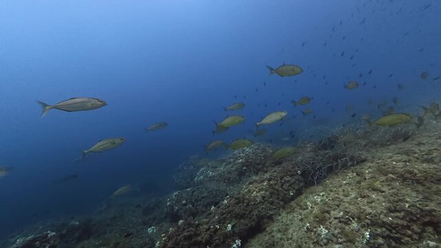 School of little jacks swimming in clean sea waters