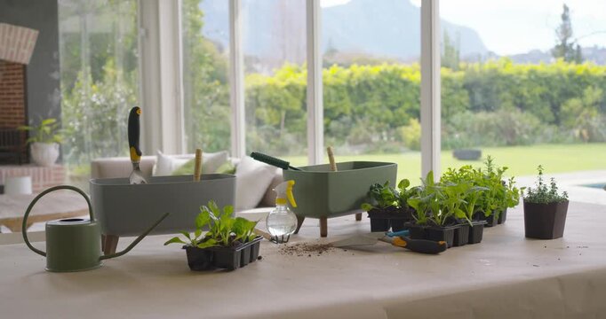 Camera is panning right to reveal tabletop garden setup near glass doors with planters trays
