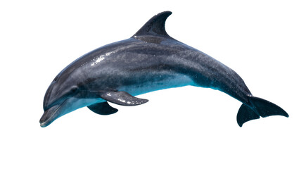 Fototapeta premium Sleek grey dolphin with smooth skin, isolated on transparent background