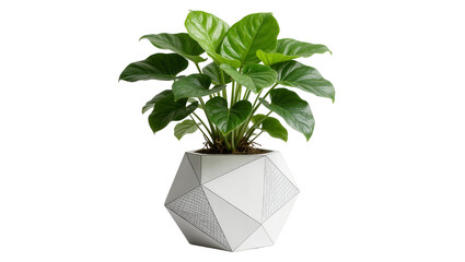 Lush green philodendron plant in a geometric patterned pot, isolated on transparent background © mulanix