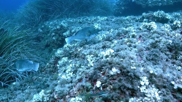 Mediterranean grey parrotfish biting the rocks on seabed