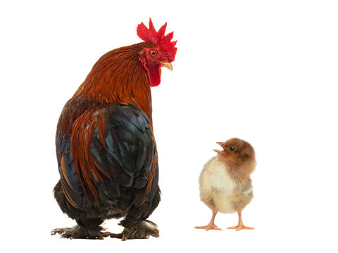 Marans rooster looking at chirping little chick on white background