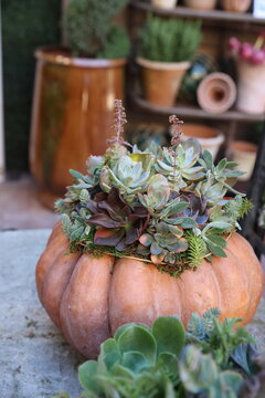 plants in pumpkins
