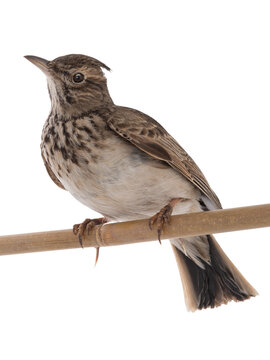 Crested lark close-up portrait on a white background