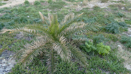 Young palm growing among wild green coastal plants © Aurelio's Horizons