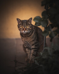 starring cat © Elena