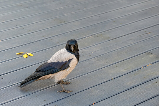 Hooded crow walking on gray wooden deck with small yellow leaf, high angle view