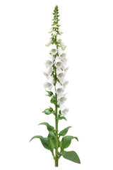 Single tall white foxglove flower with green leaves stands upright, captured with soft studio lighting on a pure white background © no one