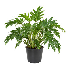 Vibrant green split-leaf philodendron houseplant with large, deeply lobed leaves sits in a simple black pot, isolated on a clean white background © no one