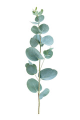 Single eucalyptus branch with round, blue-green leaves and a fresh bud at the top, isolated on a clean white background © no one