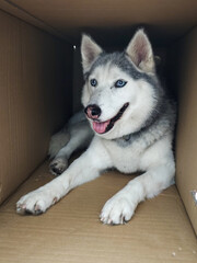 Siberian Husky dog with blue eyes lying inside a cardboard box, tongue out, looking at camera © eowyny