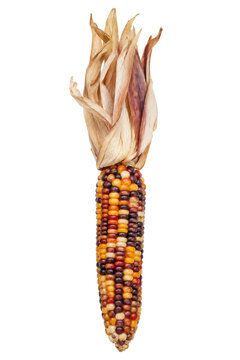 Vibrant Indian corn cob with multicolored kernels and dried husks stands upright on a clean white background