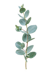 Single fresh eucalyptus branch with round, dusty green leaves is isolated on a clean white background © no one