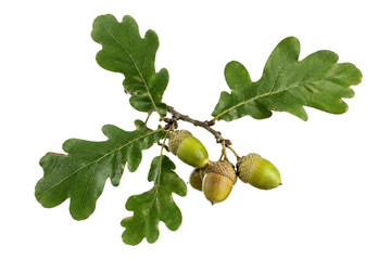 Vibrant green oak branch with several developing acorns and lush leaves, isolated on a clean white background © no one
