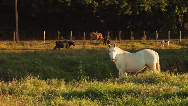 Cavalos Minas Gerais