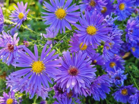 autumn-blooming blue and purple aster