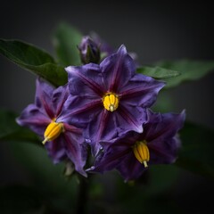 Obraz premium Beautiful macro close-up of vibrant purple potato flowers with yellow stamen blooming in a garden setting