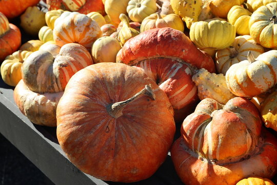 decorative pumpkins 