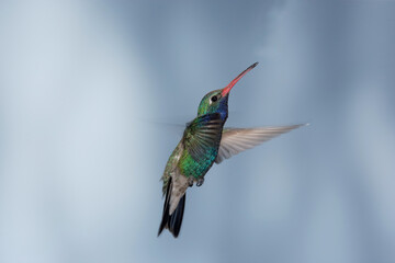 Fototapeta premium Broad-billed hummingbird in flight with motion