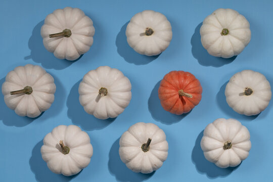 Many white pumpkins are photographed from above. The pumpkins are lying on a blue background. One pumpkin is red.
