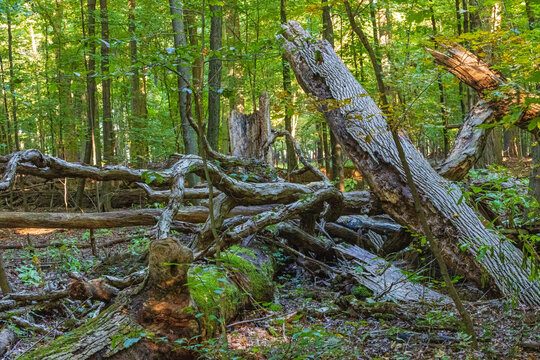 fallen trees in forest