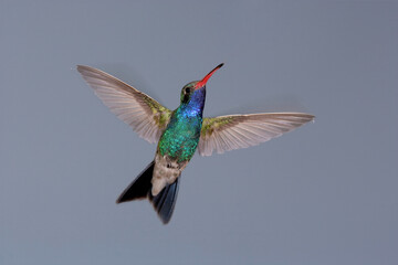 Fototapeta premium Broad-billed hummingbird in flight with motion