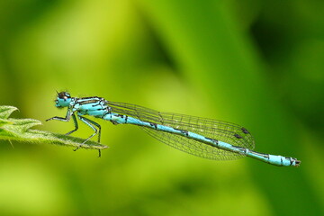 L'Agrion de mercure © jeanMichel