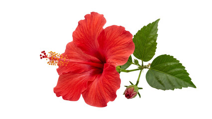 Red Hibiscus Flower with Green Leaves and Bud Isolated on White Background, Macro Photography © Zoha