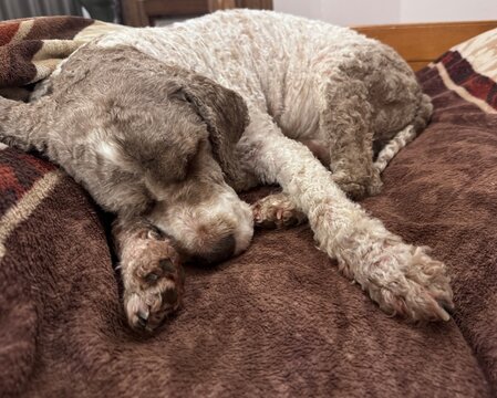 Ein schlafender Lagotto Romagnolo Hund 