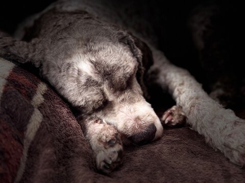 Ein schlafender Lagotto Romagnolo Hund