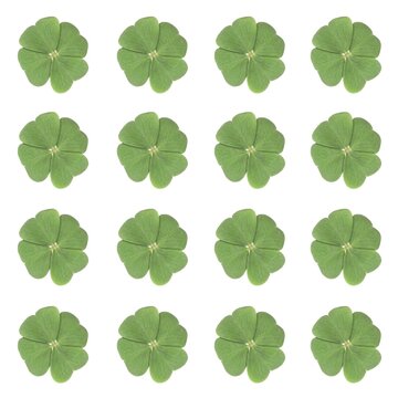 Sixteen four-leaf-clovers arranged symmetrically