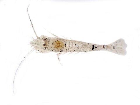 North Sea shrimp (Crangon crangon), exempted, Wadden Sea, National Park, UNESCO World Heritage Site, S&uuml;derdeich, Vollerwiek, T&ouml;nning, North Frisia, Schleswig-Holstein