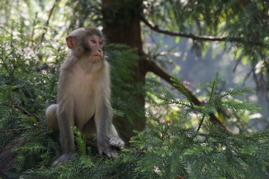 Rhesus Monkeys (Macaca mulatta) in the mountains of Zhangjiajie, Wulingyuan National Park, Hunan Province, China