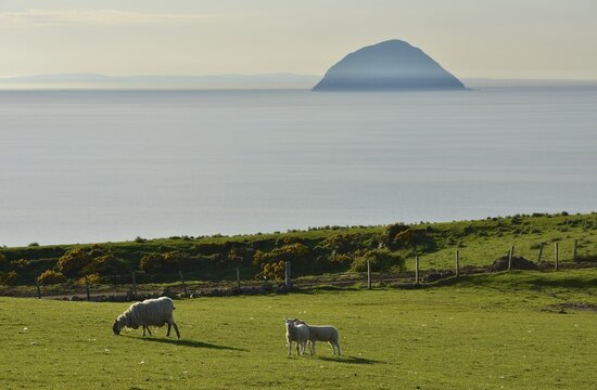 Sheep on a pasture in front of the island of Ailsa Craig, Creag Ealasaid, Elizabeth's rock, in the Firth of Clyde, Girvan, South Ayrshire, Scotland, United Kingdom