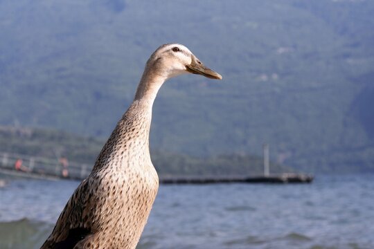 Duck Lake Como, North Italy