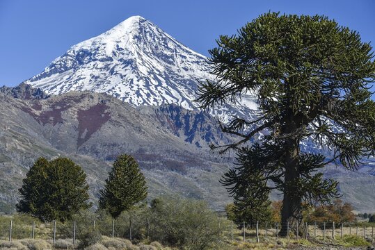 Snow-covered volcano Lanin and monkey puzzle trees (Araucaria araucana), between San Martin de los Andes and Pucon, National Park Lanin, Patagonia, Argentina