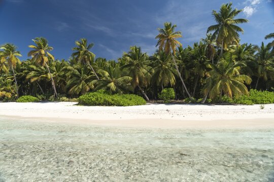 Dream beach, sandy beach with palm trees and turquoise sea, Parque Nacional del Este, Isla Saona, Dominican Republic, Caribbean