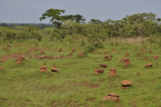 Mushroom-shaped termite mounds (Cubitermes fungifaber), Southwest, Cameroon
